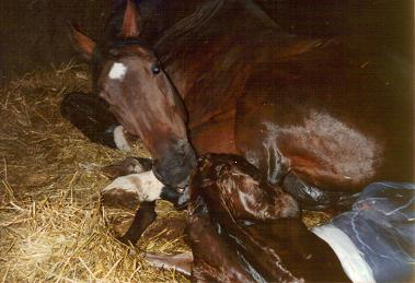 Diana Pegasus med förstfödd. Dianabol 1978 mamma till Tapiol